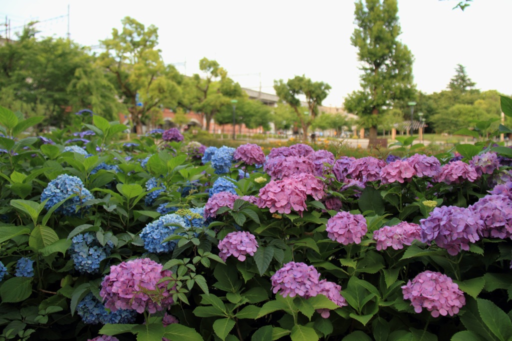 夕暮れ　紫陽花