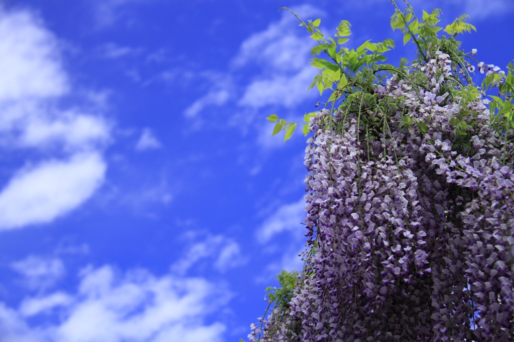 藤の花と青い空