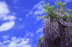 藤の花と青い空