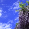 藤の花と青い空