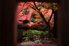 紅葉絵画
