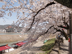 お花見日和