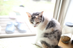 神々しい猫