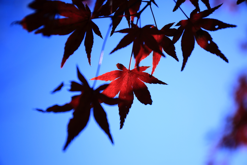 red