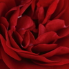 真紅