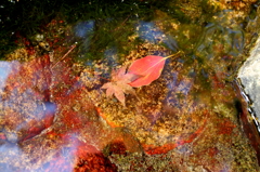 水中の紅葉