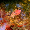 水中の紅葉
