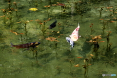 池の恋