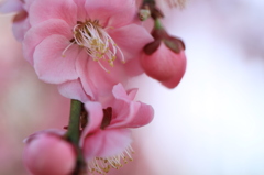 花開く