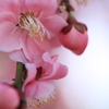 花開く
