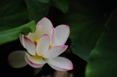 lotus flower
