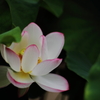 lotus flower