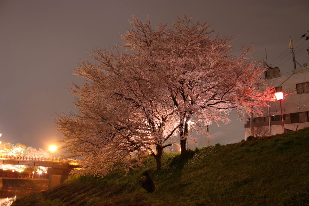 桜の木の下にて