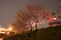 桜の木の下にて