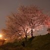 桜の木の下にて
