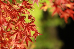紅葉