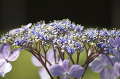 紫陽花