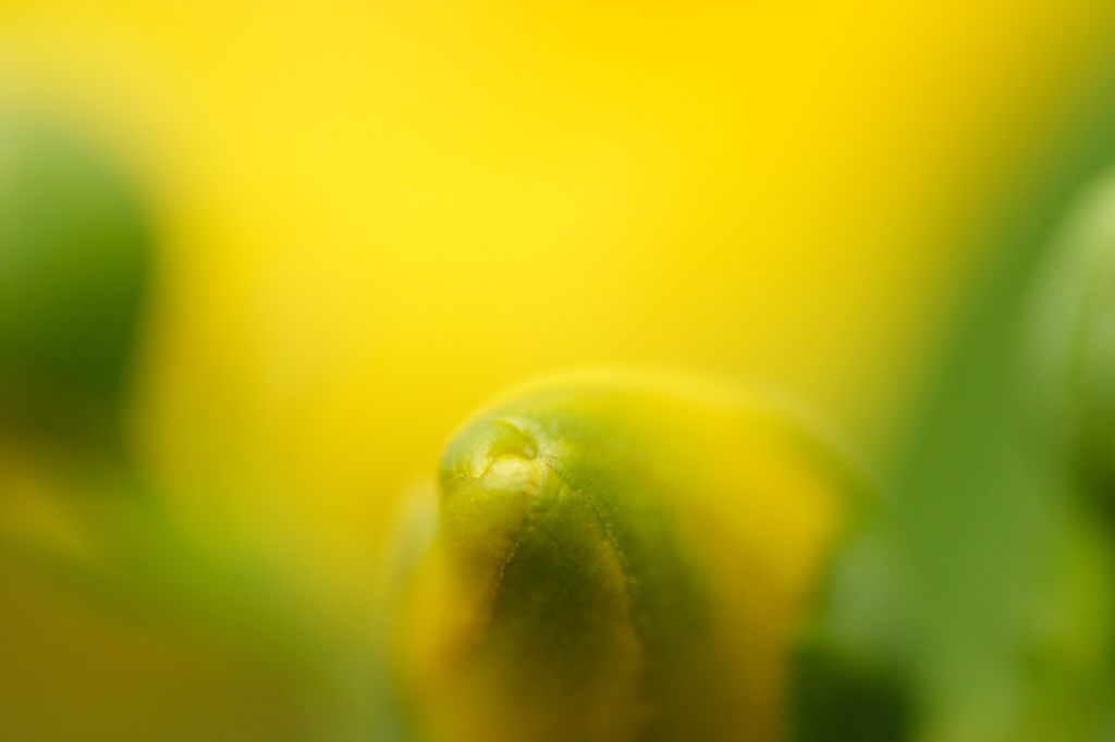 Lemony Kiss