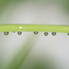 Rainy Tone ♪