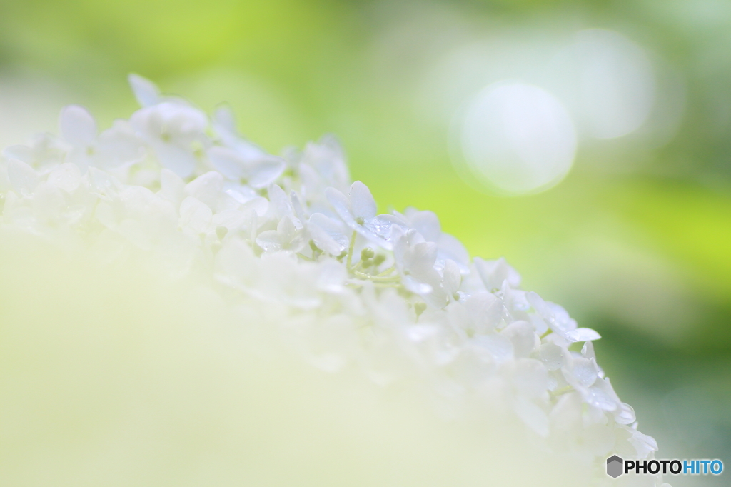 雨上がりのアナベル