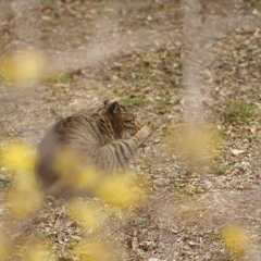 春とか…　関係ニャいし…