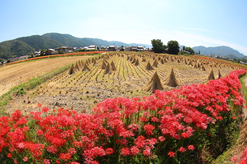 里山のお彼岸