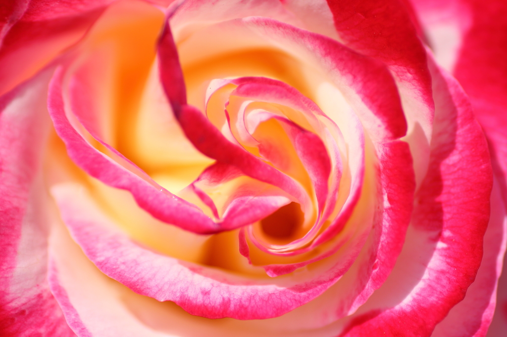 Pink Typhoon