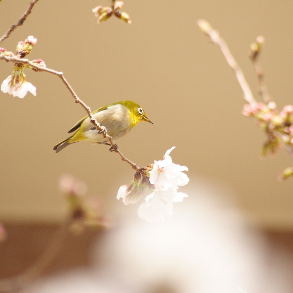 開花を楽しむ