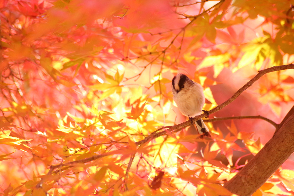 紅宿り