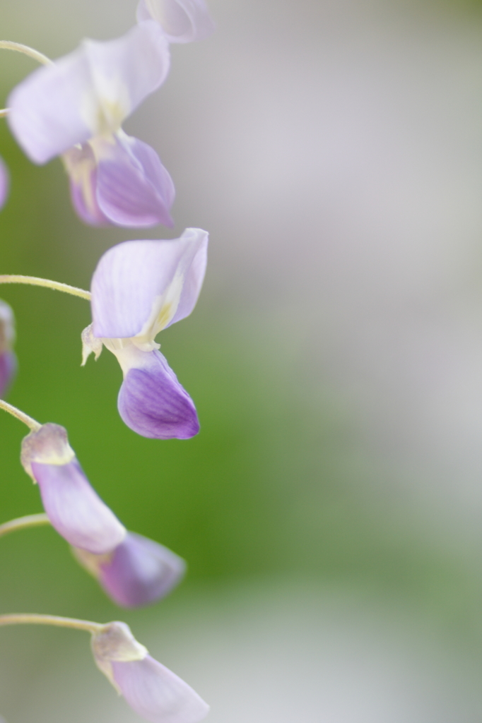Pure Violet