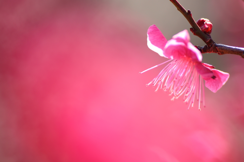 紅い吐息、蒼い刻　～紅～