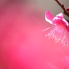紅い吐息、蒼い刻　～紅～