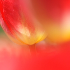 COLORS in HEAVEN 2