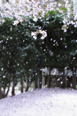 さくら舞い散る