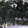 さくら舞い散る