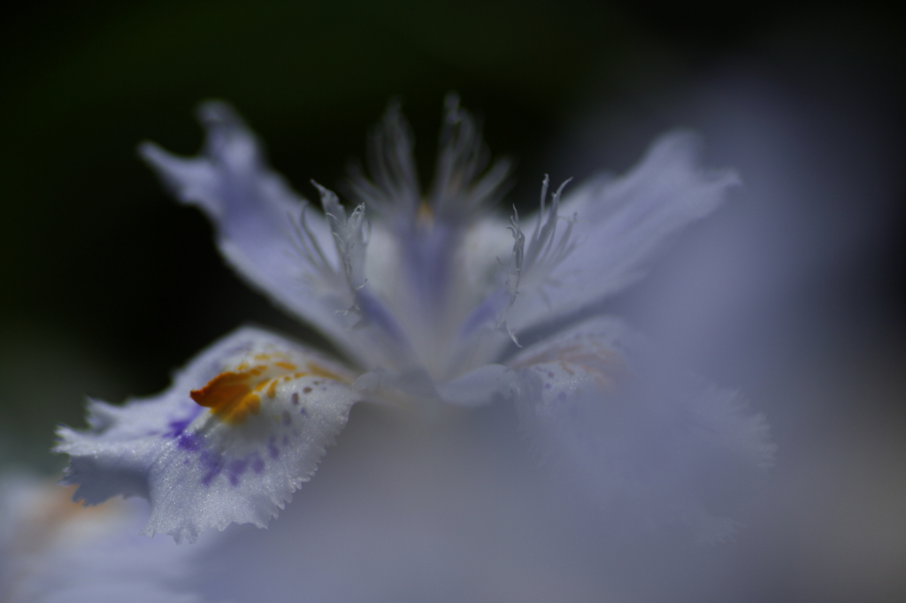 蒼白き炎