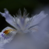 蒼白き炎