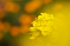 Yellow Gradation