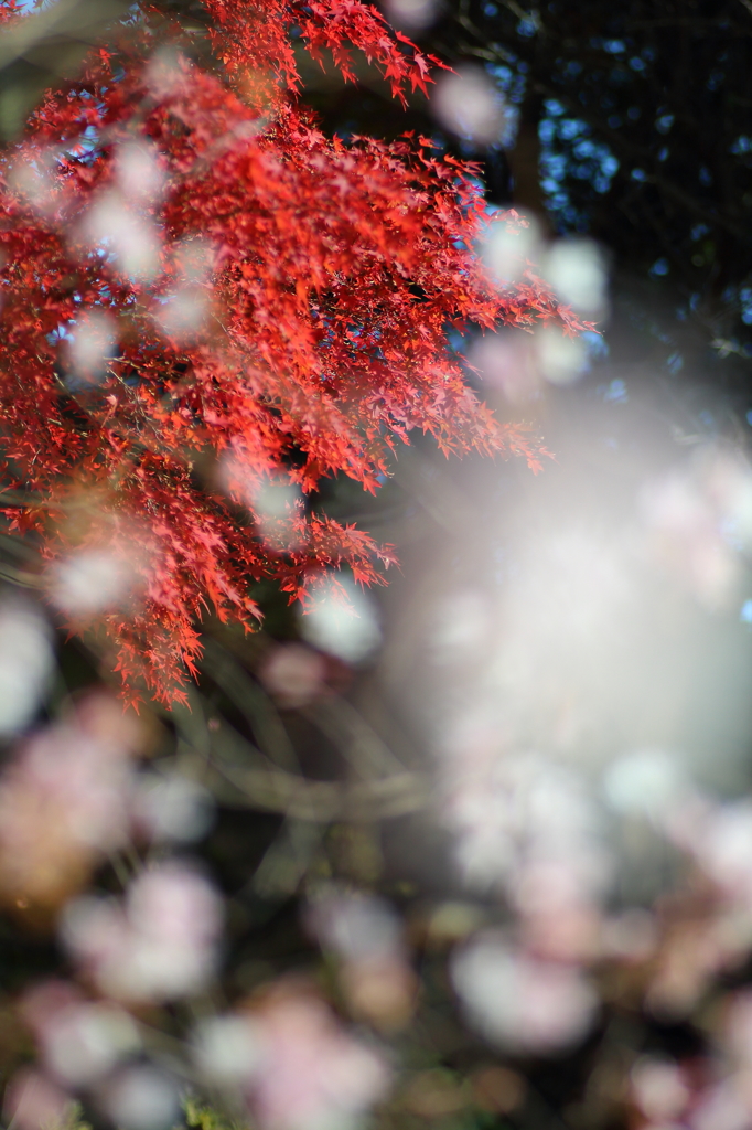 雪紅葉