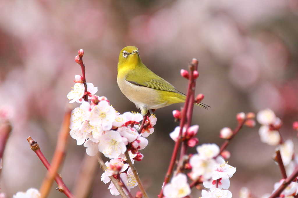やっと撮れたよ梅ジロ―　(^_^;)