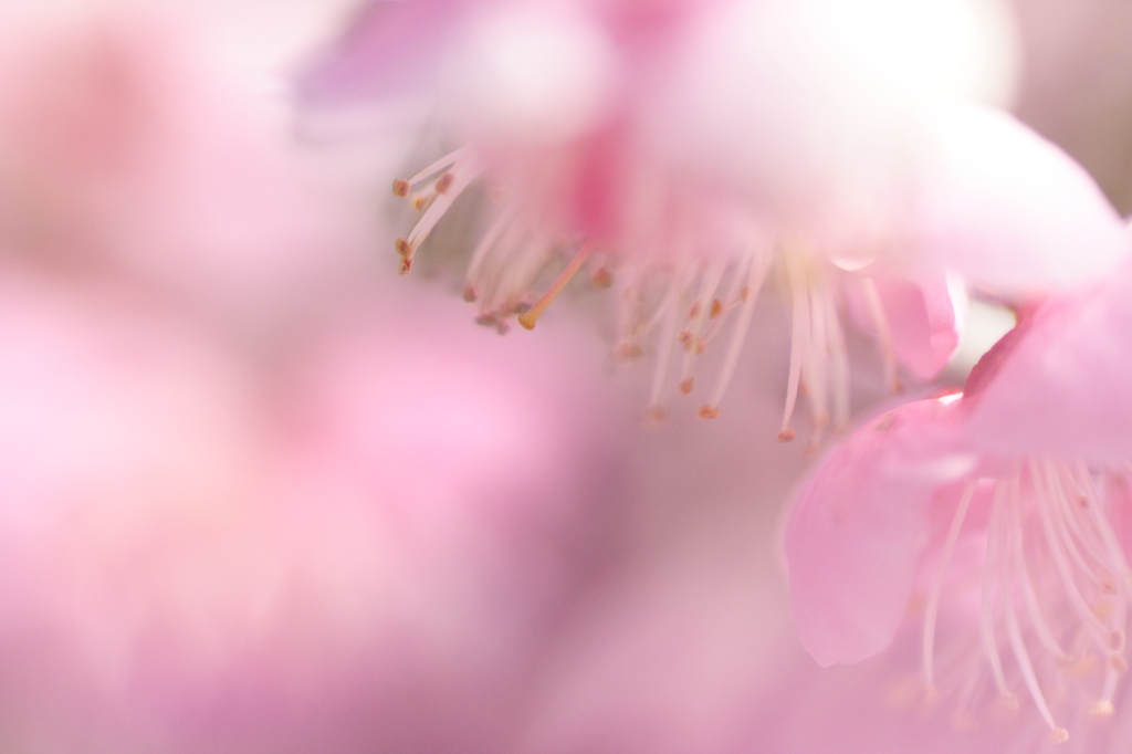 PINK TYPHOON