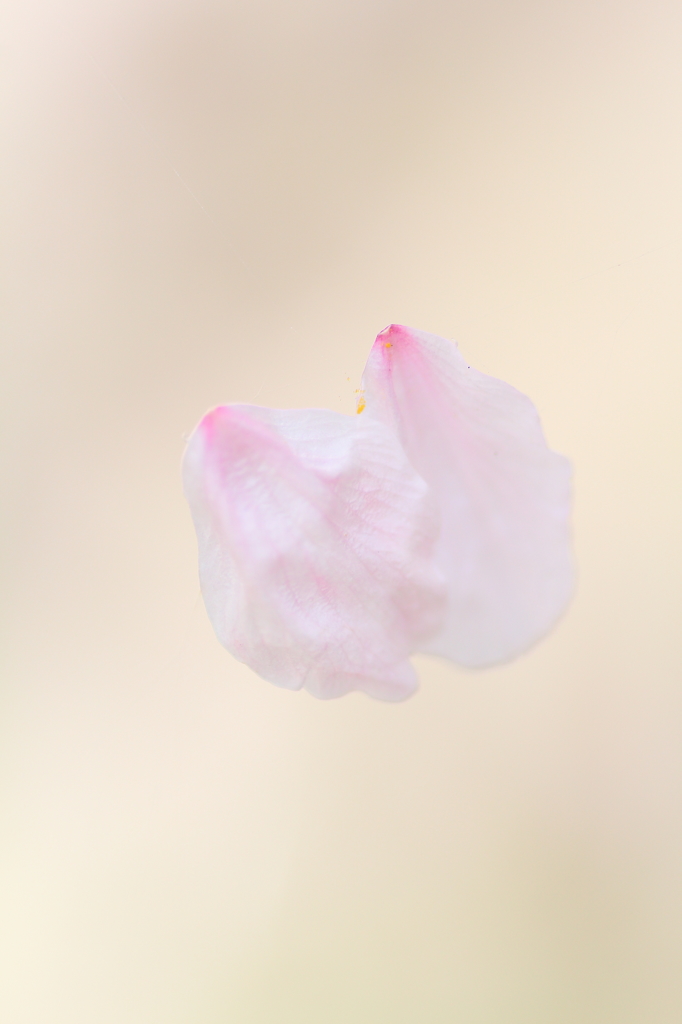 春風のいたずら