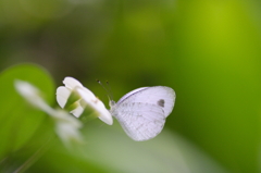 WHITE ANGEL