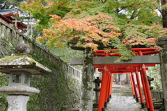 秋雨に色付く