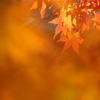 京の秋　～橙の巻～