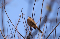 春空に鳴く