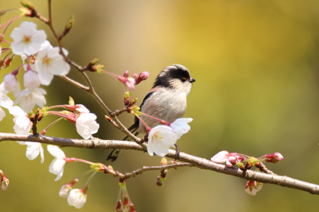 桜エナガ