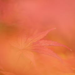 京の秋　～紅の巻～