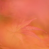 京の秋　～紅の巻～