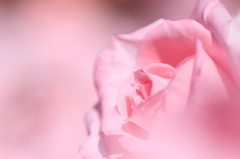 Fragrance1